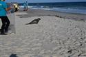 070324-seal-1857-3-3