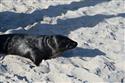 070324-seal-1864-8-8