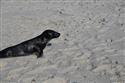 070324-seal-1866-9-9
