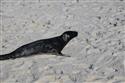 070324-seal-1867-10-10