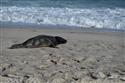 070324-seal-1870-11-11